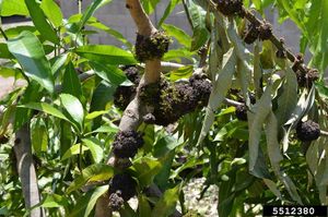 uploads/images/disease/malformation  of mango.jpg